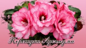 Обзор ранее пересаженых адениумов,формировка и пересадка адениума Пышная луна.