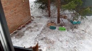 дождливая среда в Сибирском диком зоопарке