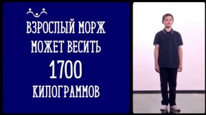 А вы знаете, что... Моржи