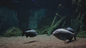 Бурый паку, рыба с человеческими зубами. Акулий сом. Крупные рыбки. Рыбы. Океанариум РИО