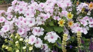 Неприхотливый цветок, который должен быть в каждом саду! Цветет все лето, легко вырастить из семян