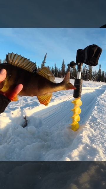 Кабанчик на балансир