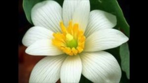 дарите женщинам цветы