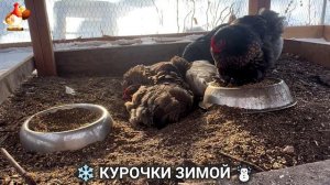 Куры зимой очень счастливы 🤗❄️⛄ (33)