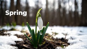 Музыка для Концентрации и Работы 🎧 | Весенний Лес | Спокойные Китайские Мотивы