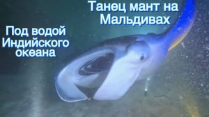 Подводный танец мант на Мальдивах. Индицский океан.