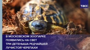 В Московском зоопарке появились на свет три детеныша редчайшей лучистой черепахи