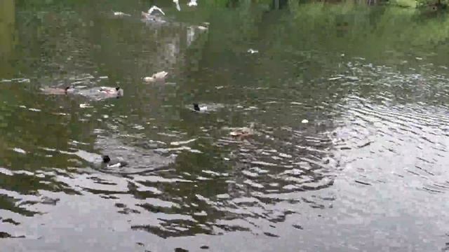 Набрали батонов и пошли...