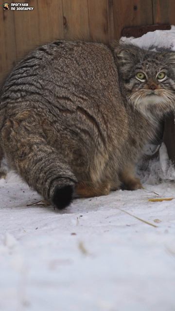 Манул Снежинка точит коготки. Новосибирский зоопарк