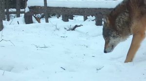 🐺🐺🐺 фото ловушка