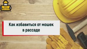 Как избавиться от мошек в рассаде