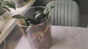 Даже Флорариум можно сделать. Красивые баки вместо страшных вёдер. Орхидея- уже бывшая ëлка☹️ (1)