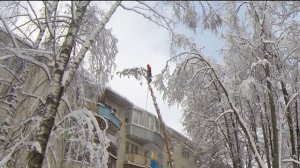 Спил дерева по частям