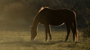 В Крыму возрождают породу лошадей, исчезнувшую более ста лет назад