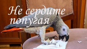 Серый попугай во гневе!