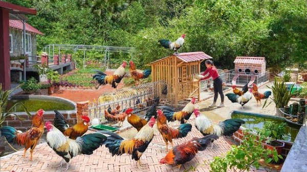 Строительство уникального курятника для выращивания большого количества цыплят. Серия 27. Ли Фук Ви