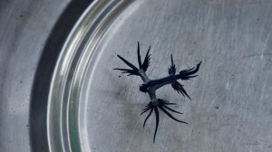 Ядовитое морское драконье существо, которое никто в мире не видел.