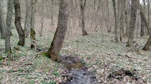 Старокрымский лес, подснежники