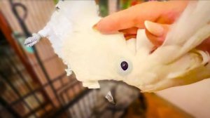 КОШМАР! Жора снова ОСТАЛСЯ ОДИН, зооДуры написали жалобу на Киру, попугаи снова ДОЛЖНЫ СТРАДАТЬ!