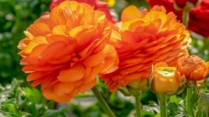 Тигридии и ранункулюсы: выращиваем красивые луковичные цветы