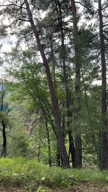 Звук, который манит... Слушай магию цикад!