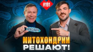 Что такое митохондрии и почему они так важны?