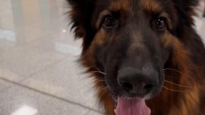 Главный борец с контрабандой на пенсии: таможенники Домодедово проводили пса Зевса.