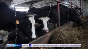 Разводить племенной скот кузбасские фермеры могут на средства грантов и субсидий