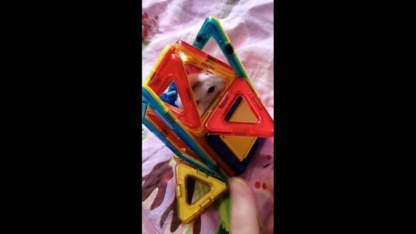 Только свистни, он появится!