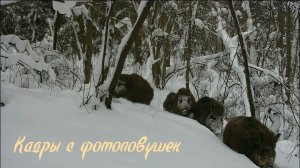 Фотоловушка  на кормушке, полянке и тропе. Жизнь зверей зимой.