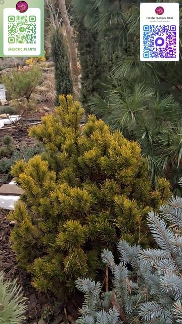 Желтые сосны зимой смотреть онлайн