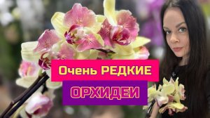 Обзор поставки очень редких орхидей  фаленопсис. ОрхоМир Санкт-Петербург