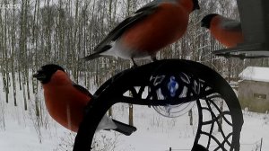 Нашествие Снегирей!