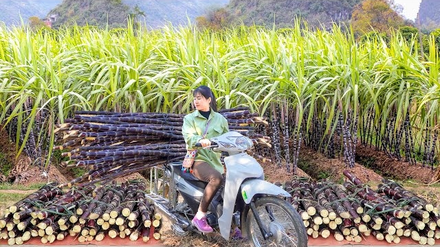 Сбор урожая фиолетового сахарного тростника и продажа его на рынке. Нхат. Вьетнам смотреть онлайн