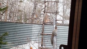 белки в доме