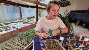 КАК ПРАВИЛЬНО ПОДКАРМЛИВАТЬ РАССАДУ.