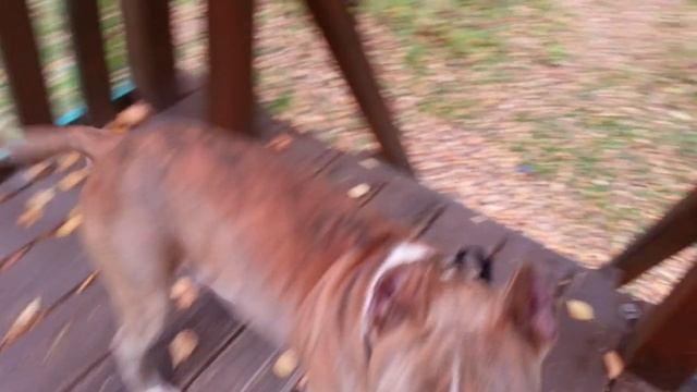 Аэробика для бобика.