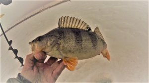 РЫБАЛКА НА КУЙБЫШЕВСКОМ ВОДОХРАНИЛИЩЕ / РЫБАЛКА НА ГОНДУРАС