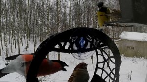 Много птиц. Синицы, Снегири, Воробьи, Лазоревки