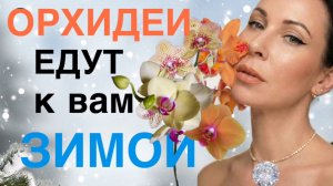 Распаковка! Что делаю с новой орхидеей. ПЕРЕСАЖИВАТЬ или нет⁉️