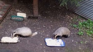 дикие барсуки и барсучата