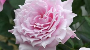 Elixir - роза нового поколения от Такинори Кимуро 2025 г.