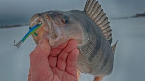 КАК И НА ЧТО ПОЙМАТЬ В ГЛУХОЗИМЬЕ?!! ЖИРНЫЕ ОКУНИ НА БАЛАНСИР!