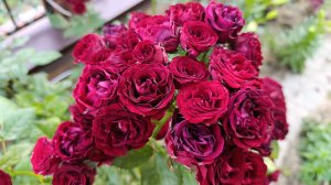 Роза флорибунда Томанго.