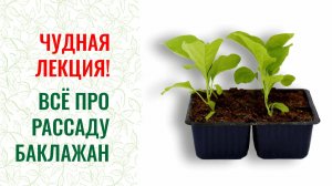 Рассада баклажанов практические советы, как вырастить с биопрепаратами
