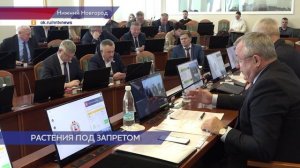 В Нижегородской области борщевик Сосновского планируют внести в список опасных сорняков