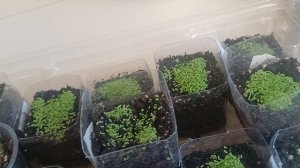 Цветы появились, что теперь делать? 18.02.2026г.