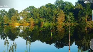 Как поймать сом амурский в игре My Fishing World