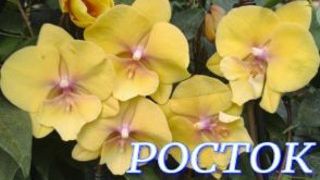 №1170/ СВЕЖАЯ поставка ОРХИДЕЙ в с/ц РОСТОК смотреть онлайн