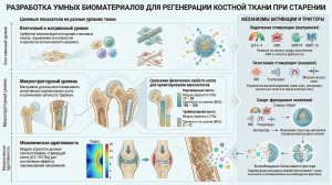 Умные биоматериалы для восстановления  и регенерации костной ткани при старении